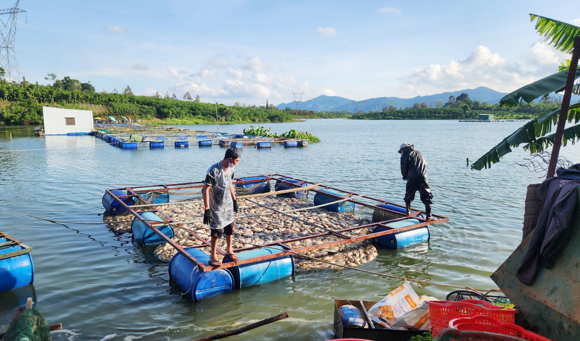 Người nhà ông Tiến kéo những chiếc lồng cá chết nổi trắng vào bờ để vớt lên xe tải