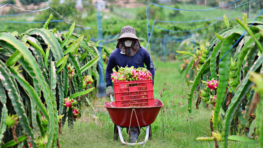 Cần đầu ra ổn định thanh long ruột đỏ tại Nam Hà