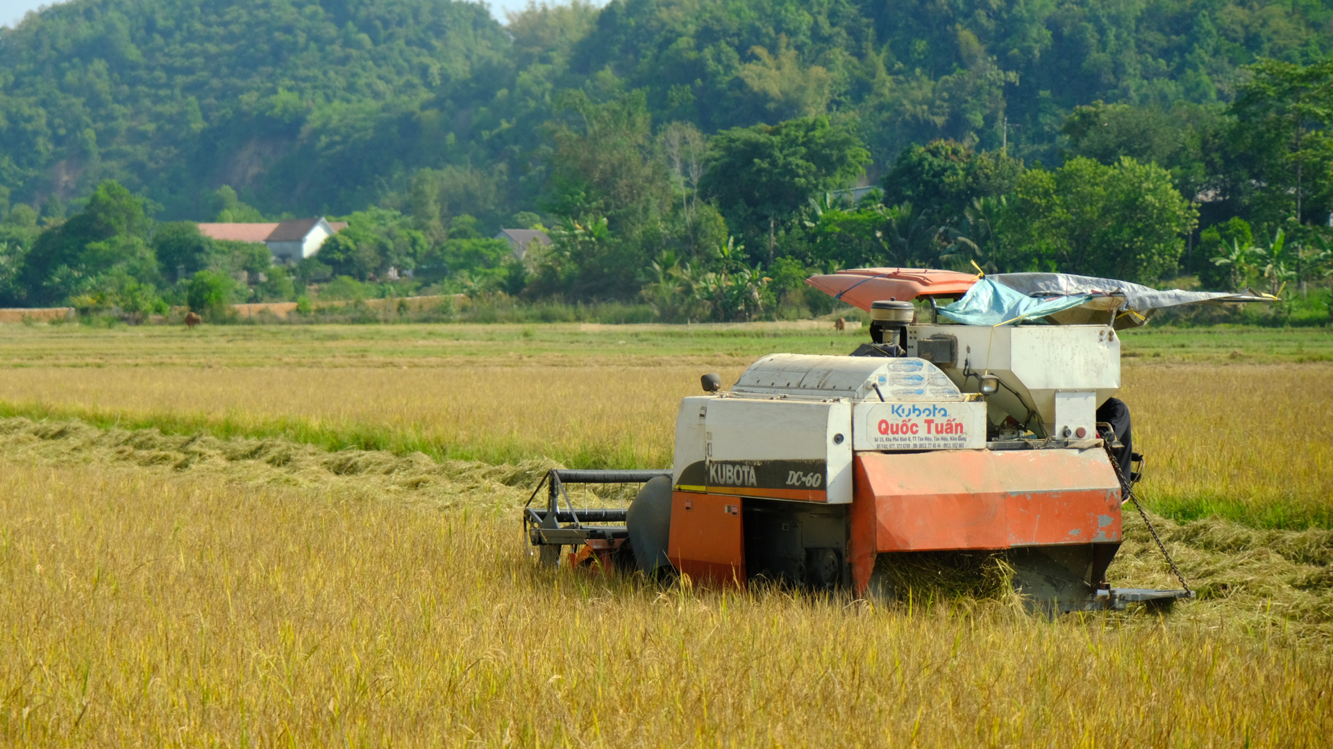 Xây dựng vùng lúa năng suất, chất lượng cao