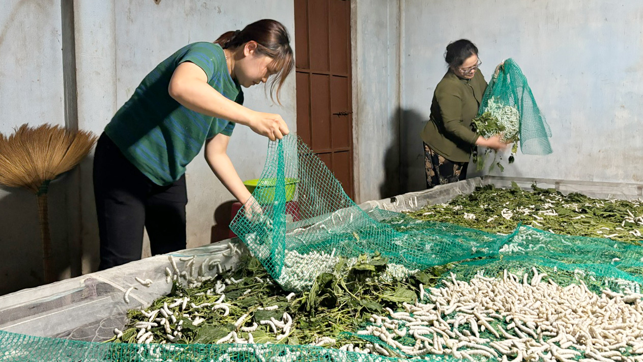 50 năm làng tằm Gia Lành