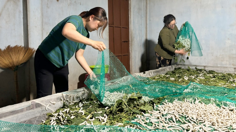 50 năm làng tằm Gia Lành