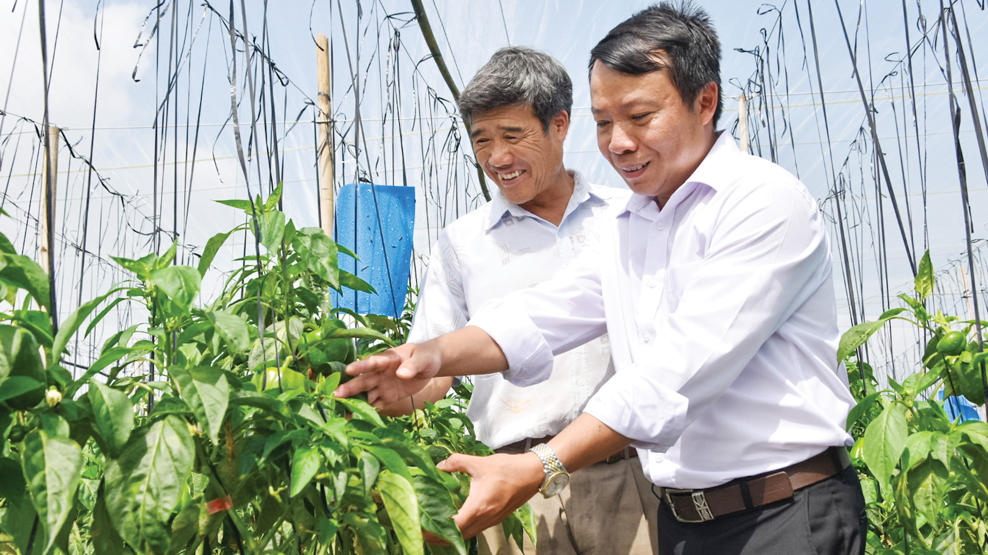 Nông dân cần cù, lao động, sáng tạo, mạnh dạn ứng dụng khoa học, kỹ thuật hiện đại vào sản xuất