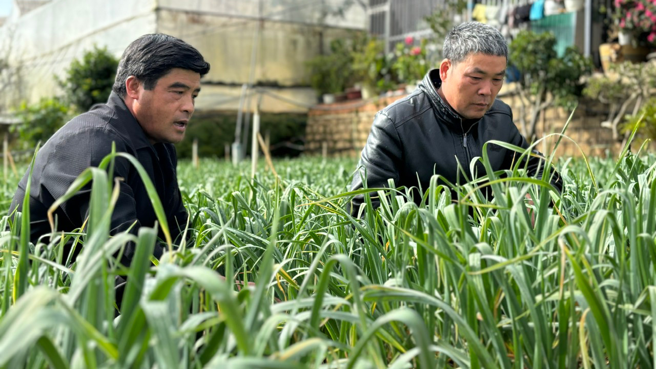 Nông dân Đà Lạt làm quen với cây tỏi tím Israel