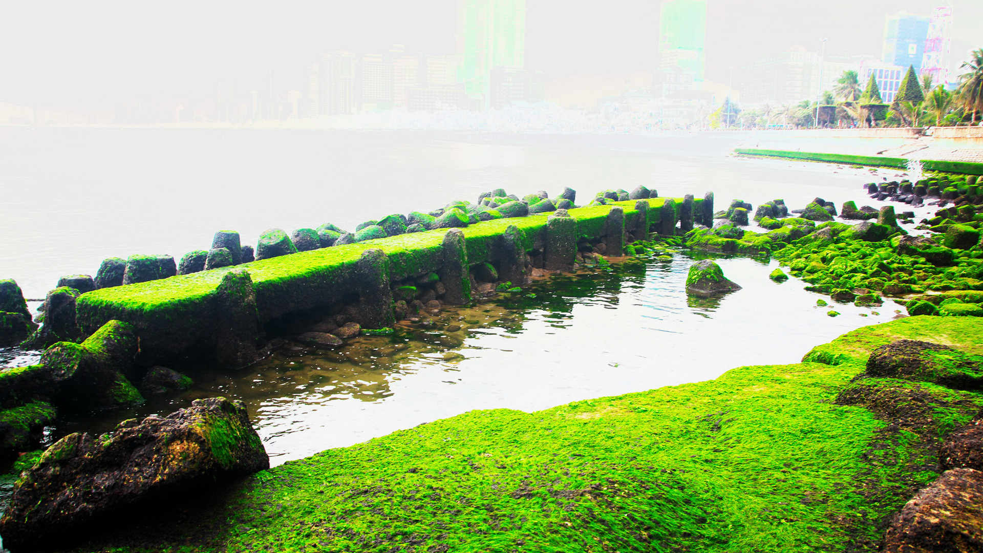 Sóng biển vỗ về rêu xanh