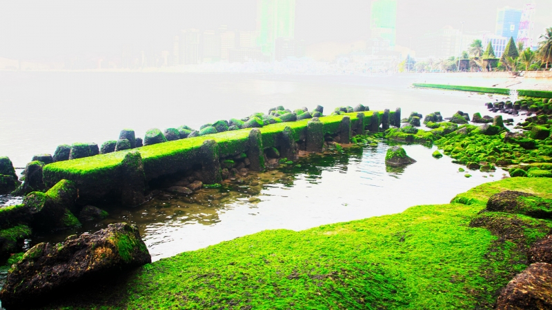 Sóng biển vỗ về rêu xanh