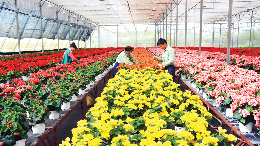 Giải pháp phát triển nông nghiệp bền vững ở Đà Lạt