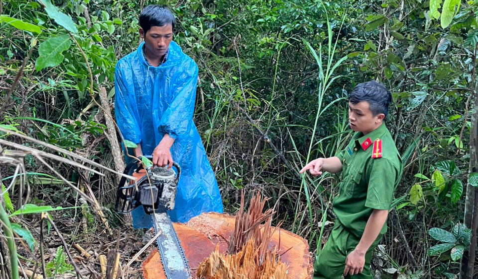 Đức Trọng: Khởi tố 4 bị can để điều tra hành vi tàng trữ, khai thác gỗ trái phép