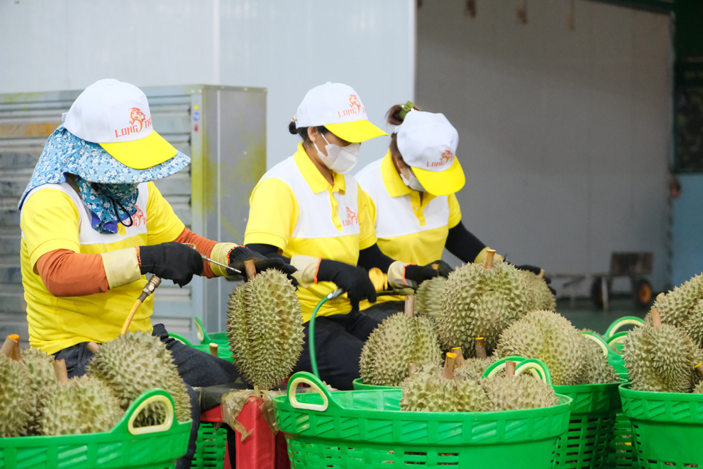 Tăng cường kiểm soát đối tượng kiểm dịch thực vật tại các vùng trồng, cơ sở đóng gói xuất khẩu