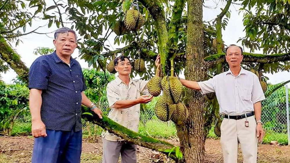 Hội Cựu chiến binh huyện Di Linh thực hiện hiệu quả Nghị quyết 09