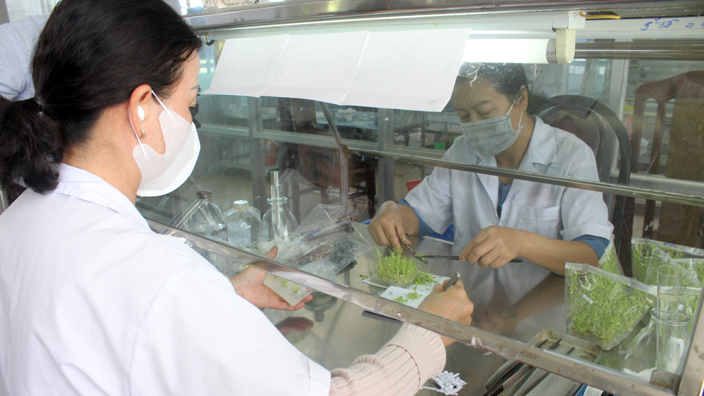 VIỆN NGHIÊN CỨU HẠT NHÂN: Ứng dụng công nghệ bức xạ trong tạo giống cây trồng
