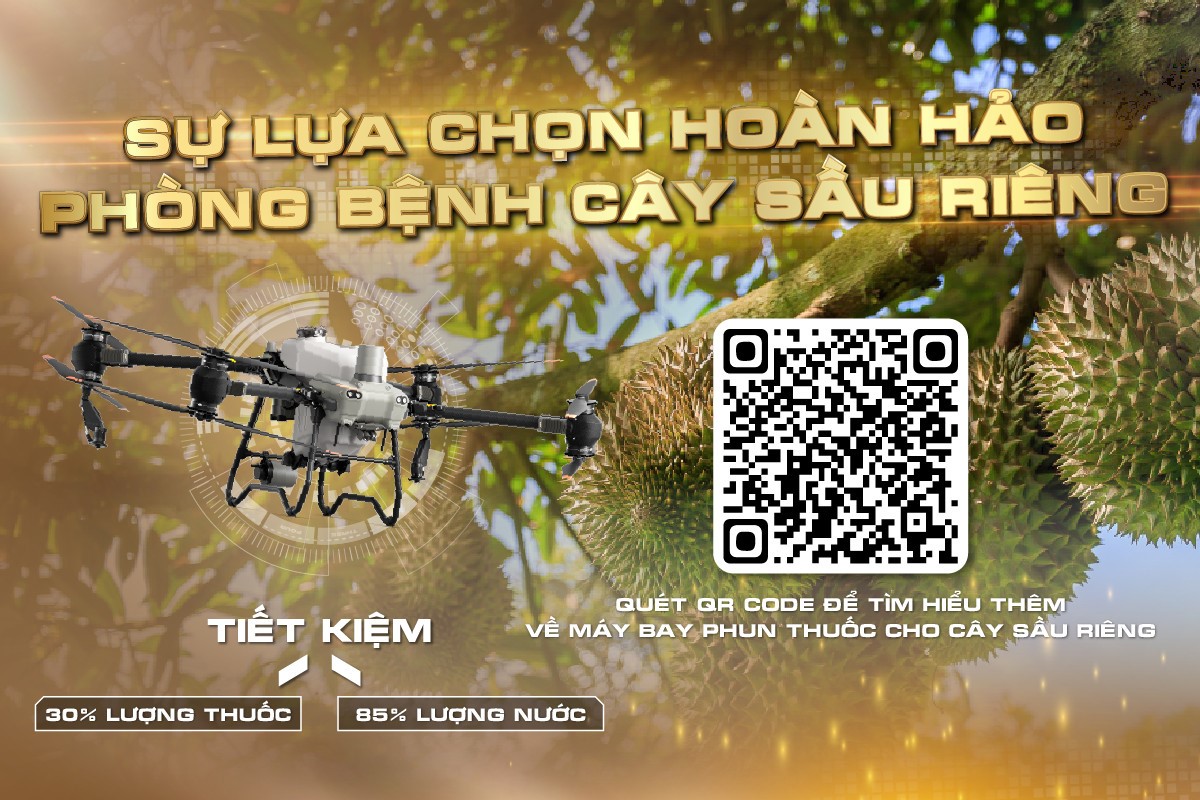 Dùng máy bay nông nghiệp phun thuốc trị rầy xanh hiệu quả cho vườn sầu riêng