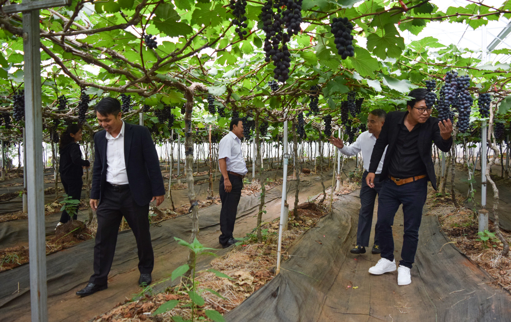 Đức Trọng: Trao quyết định công nhận Điểm du lịch Bong Lai Farm 