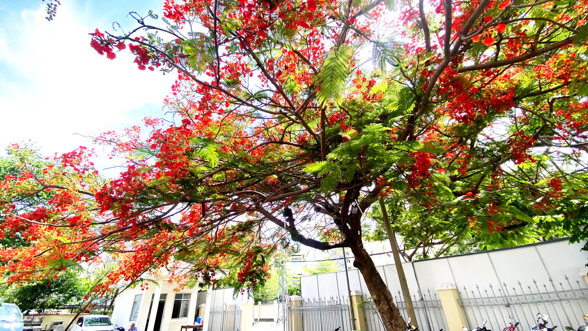 Những chùm hoa phượng