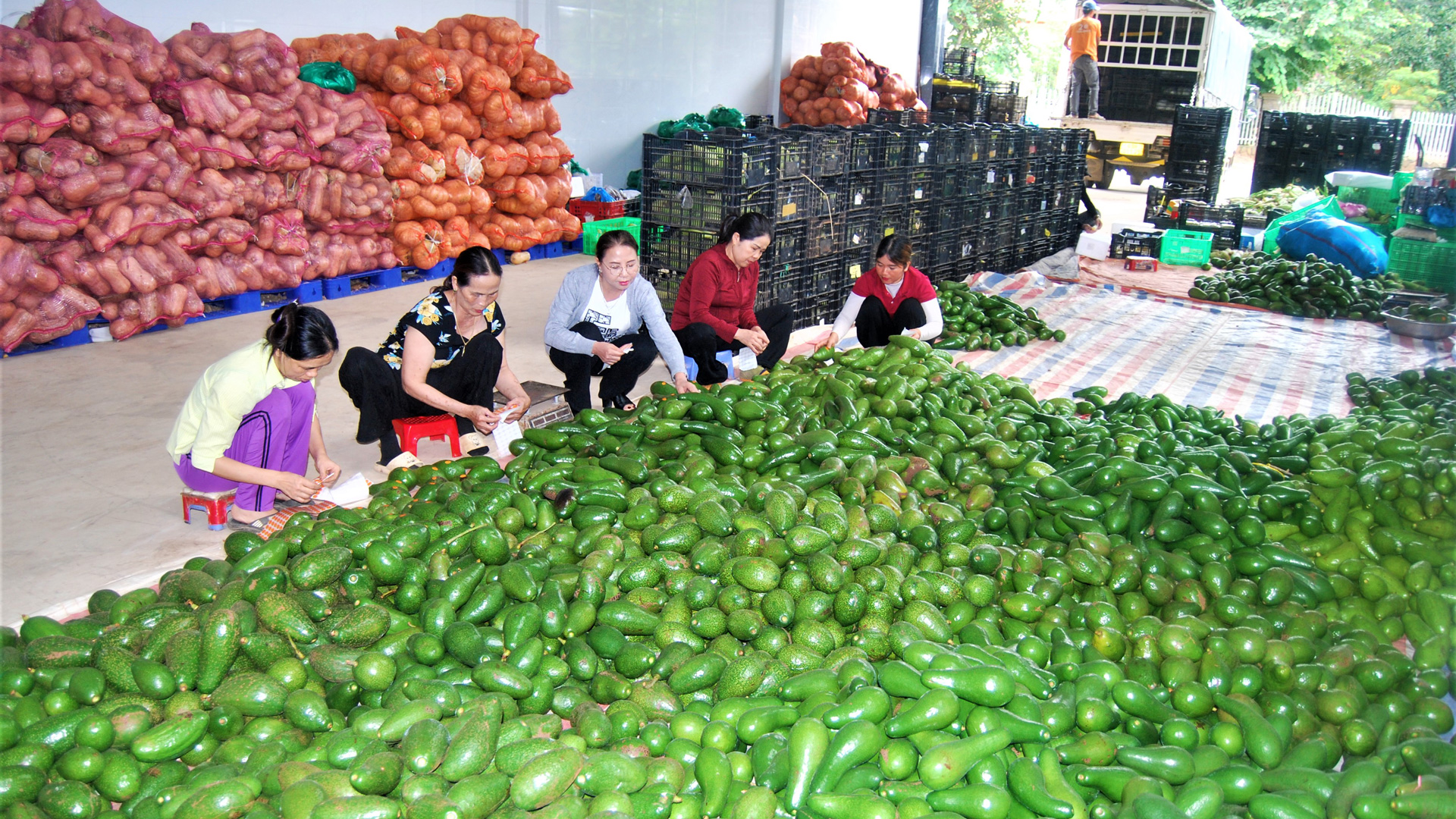 Sau 25 năm khơi thông đầu ra cho cây bơ Lâm Đồng