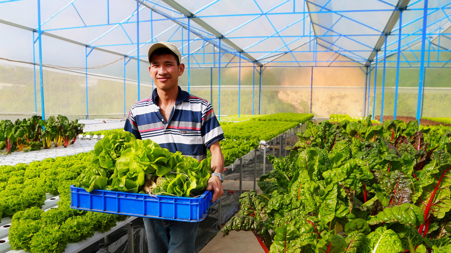 Chuyển đổi số trong hoạt động khuyến nông