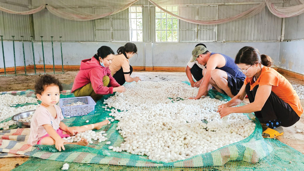 Người phụ nữ K’Ho thoát nghèo từ mô hình đa canh 