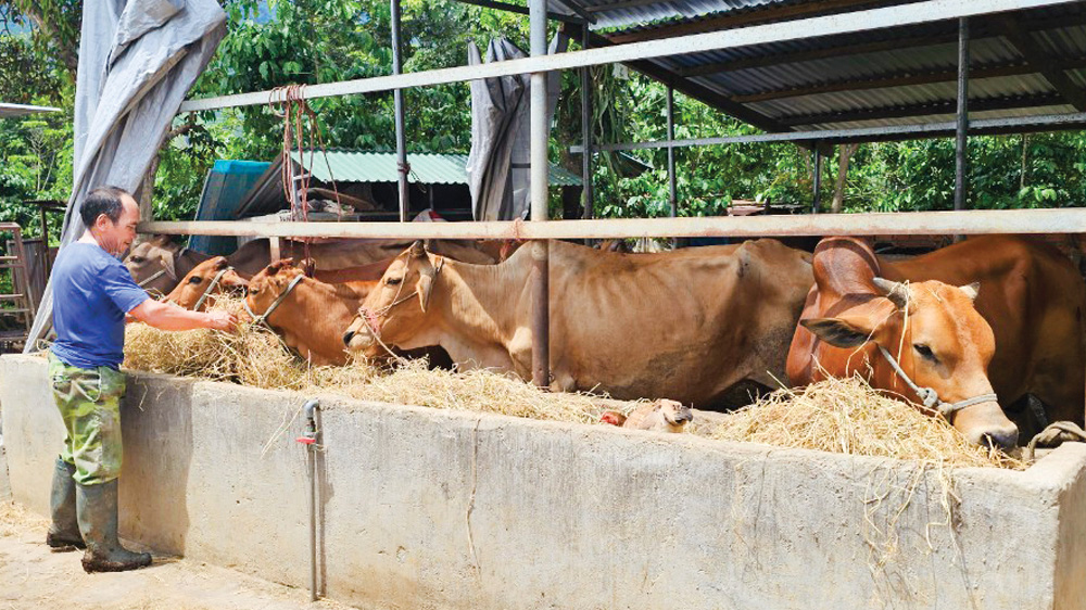 Cựu chiến binh Kon Sơ Ha Thương vượt khó từ chăn nuôi
