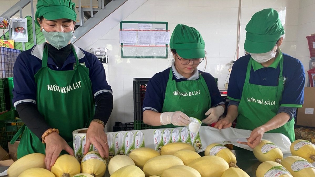 Phát triển rau OCOP ở Vườn Nhà
