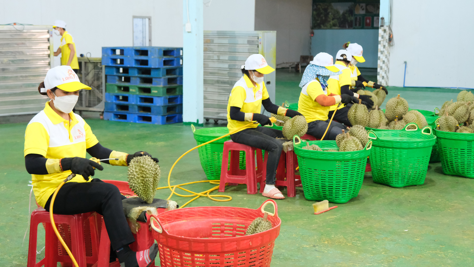 Giá sầu riêng tăng cao: Nông dân thận trọng chờ chốt hợp đồng