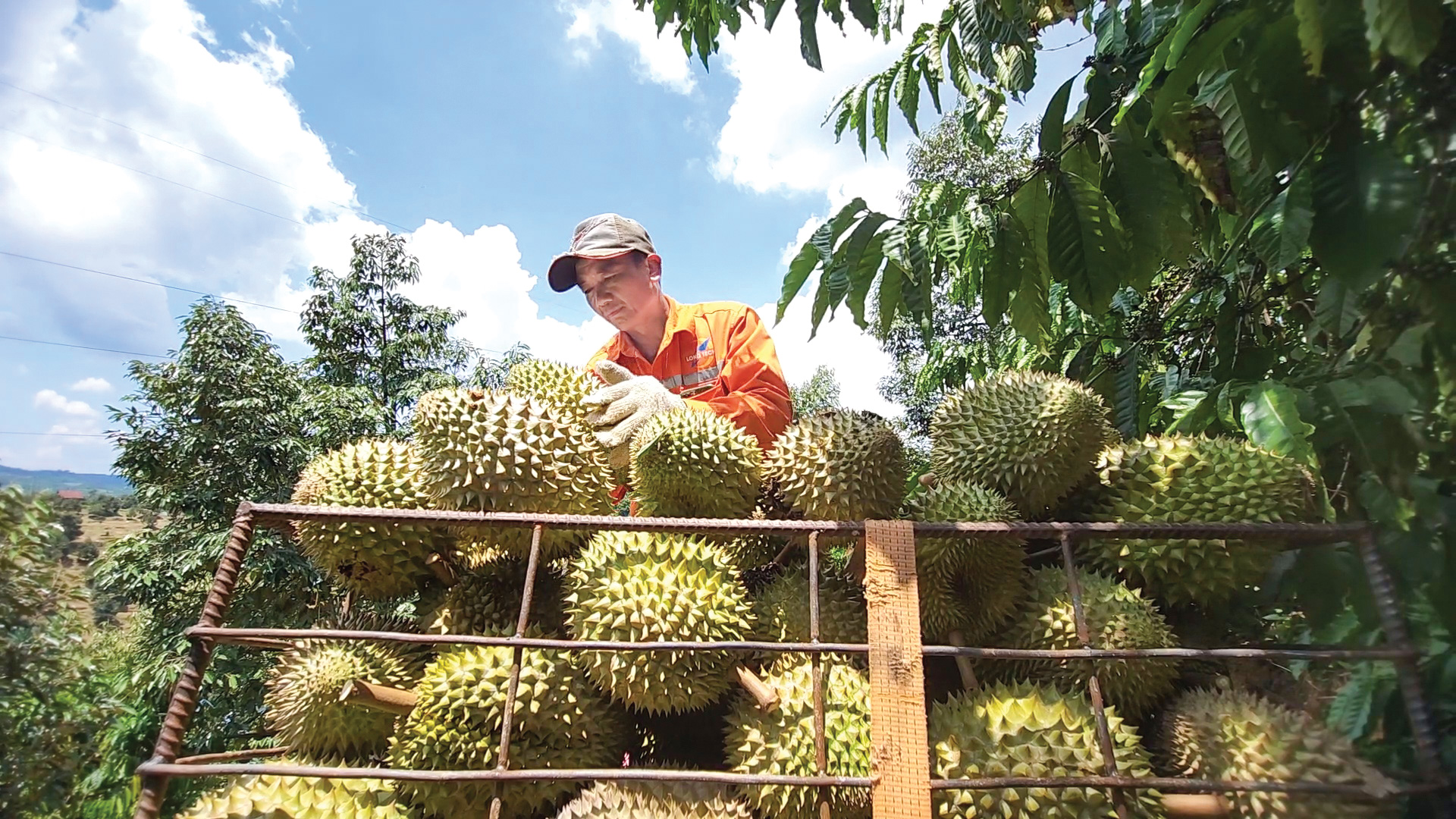 Tân Thượng mùa sầu riêng chín sớm