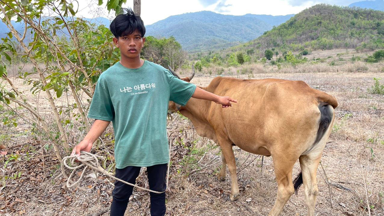 Đơn Dương: Khởi tố đối tượng trộm cắp bò của người dân