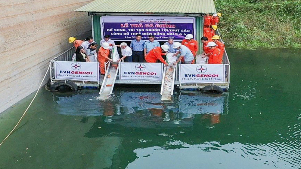 Thả cá giống tái tạo nguồn lợi thủy sản cho lòng hồ Thủy điện Đồng Nai 3 và Đồng Nai 4