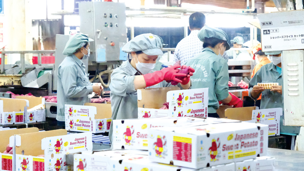 Nhiều kỳ vọng xuất khẩu nông sản
