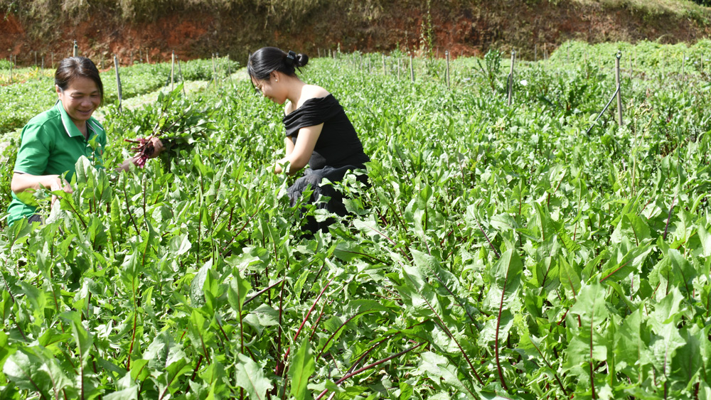 Cơ hội phát triển cây dược liệu Lâm Đồng (Bài 2)