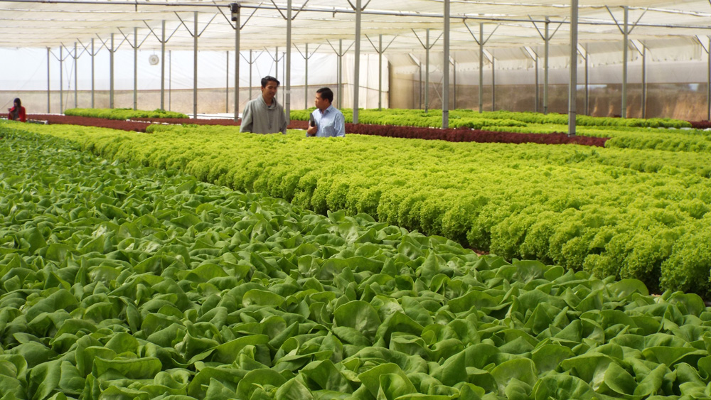 Phát triển thiên địch xây dựng nền nông nghiệp xanh, bền vững