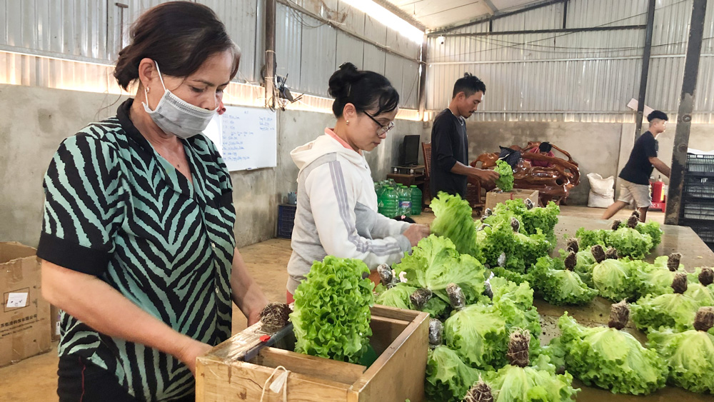 Trồng xà lách làm sản phẩm OCOP
