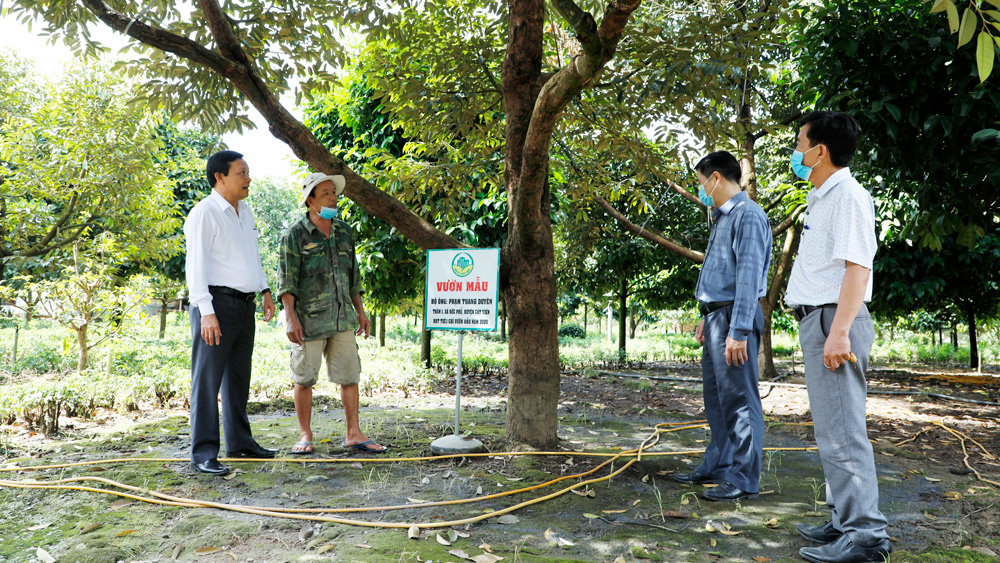 Quan tâm chuyển đổi diện tích điều trên đất lâm nghiệp quy hoạch rừng sản xuất