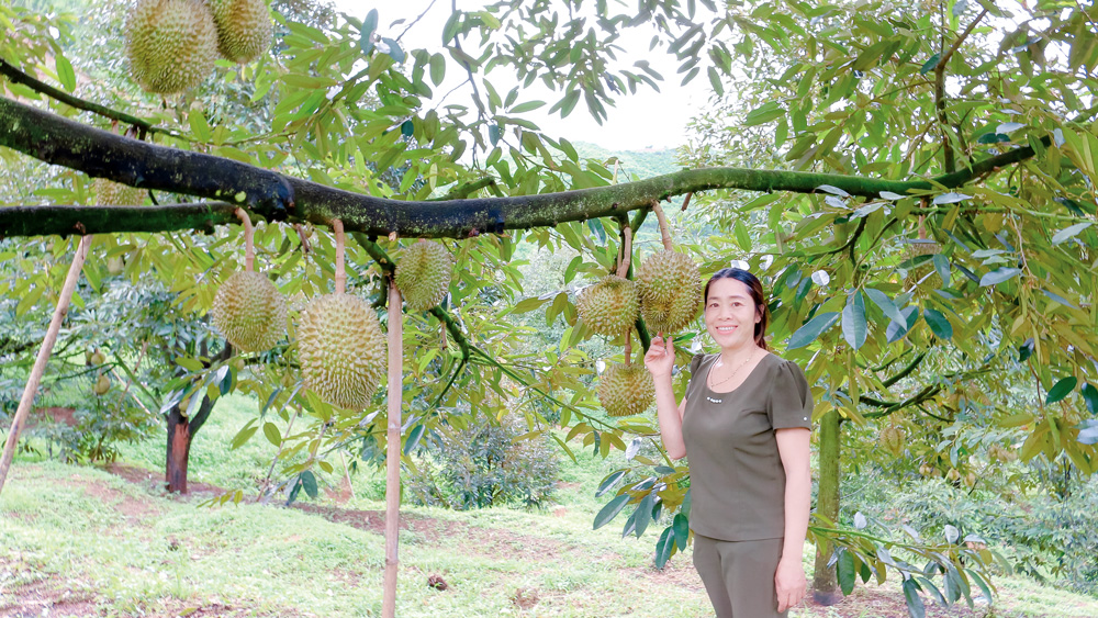 Tỷ phú sầu riêng trên đất Đạ Rsal