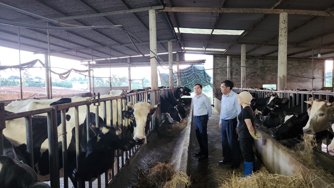 Lãnh đạo tỉnh thăm, động viên các hộ nuôi bò tại Đơn Dương, Đức Trọng