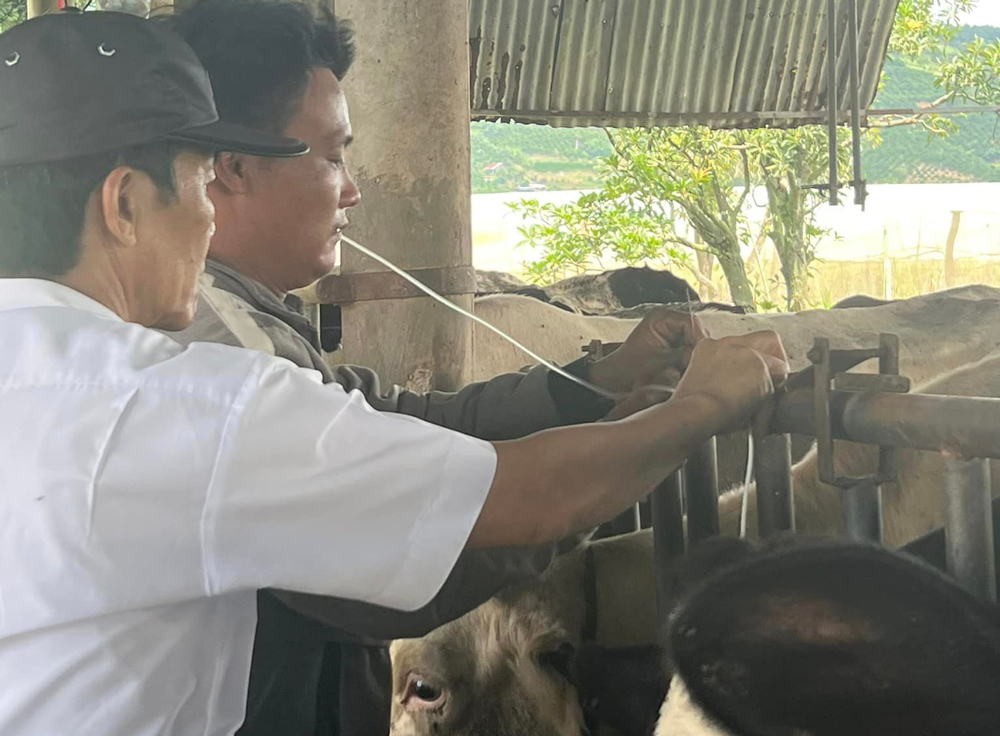 Triển khai nhiều biện pháp phòng chống dịch bệnh trên đàn bò sữa tại các huyện Đức Trọng, Đơn Dương