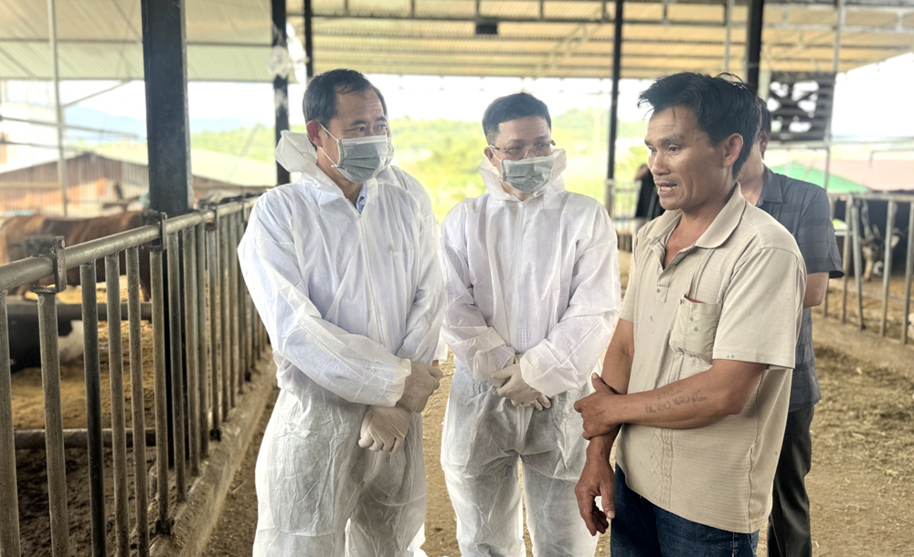 UBND tỉnh Lâm Đồng hỏa tốc chỉ đạo triển khai các biện pháp phòng, chống bệnh tiêu chảy trên đàn bò sữa