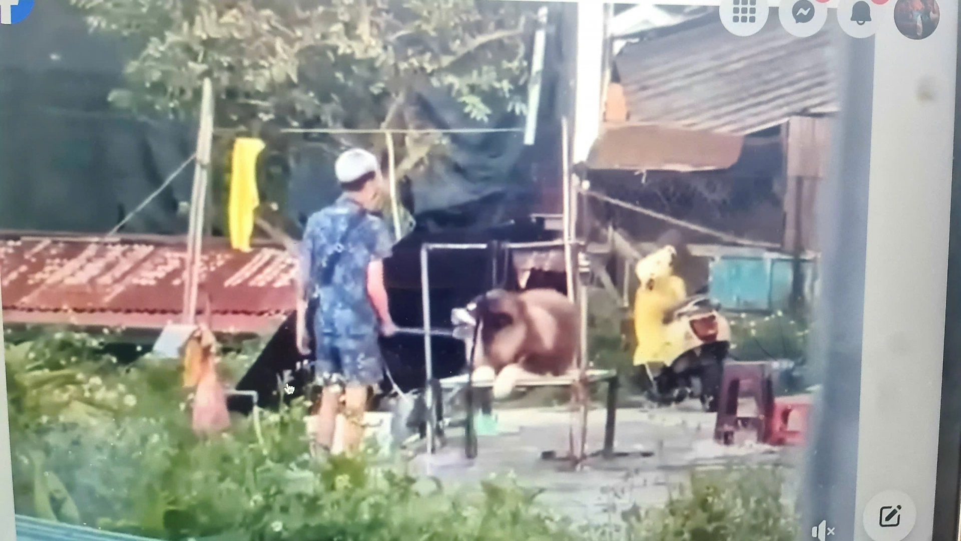 Cộng đồng phẫn nộ lên án hành vi đánh đập dã man chó Alaska làm mẫu chụp ảnh với du khách tại Đà Lạt