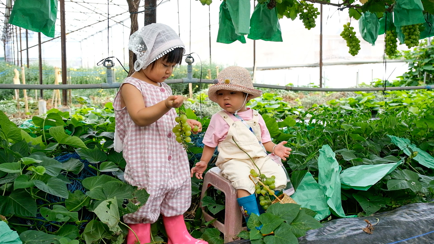 Vườn nho mẫu đơn xanh trên đất Đơn Dương