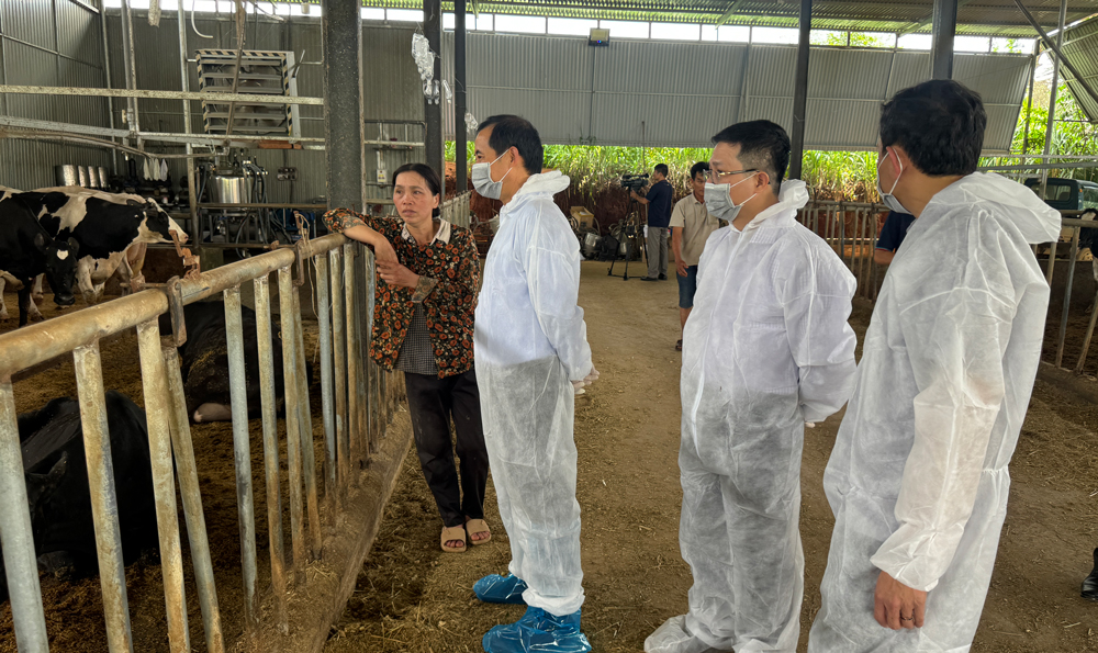 Khẩn trương áp dụng các biện pháp cần thiết nhất, phù hợp nhất để cứu chữa đàn bò đang nhiễm bệnh