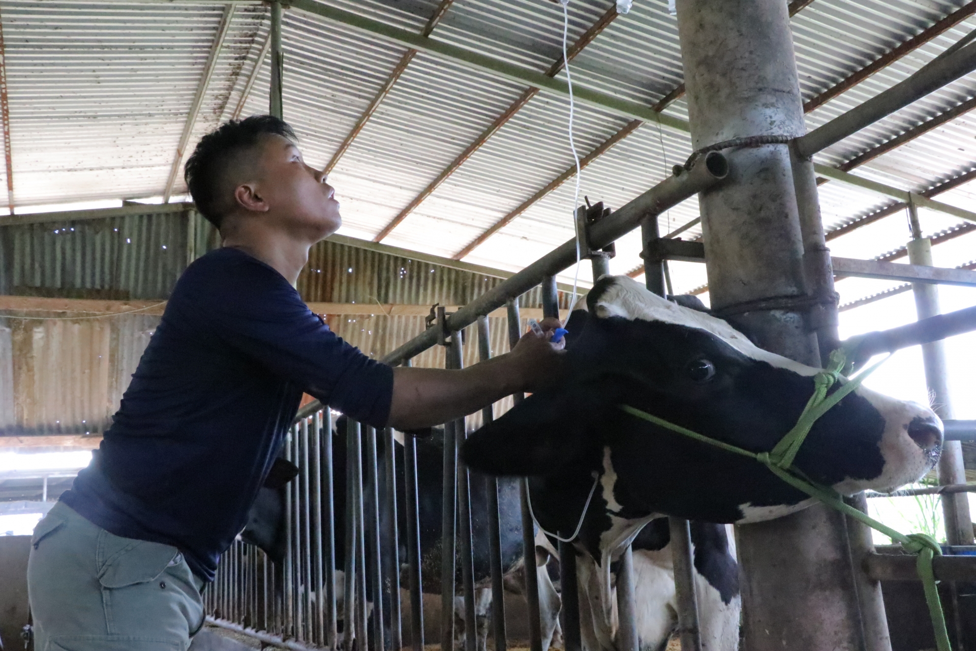 Lâm Đồng đề nghị Cục Thú y có thông báo chính thức về nguyên nhân gây tiêu chảy trên đàn bò sữa