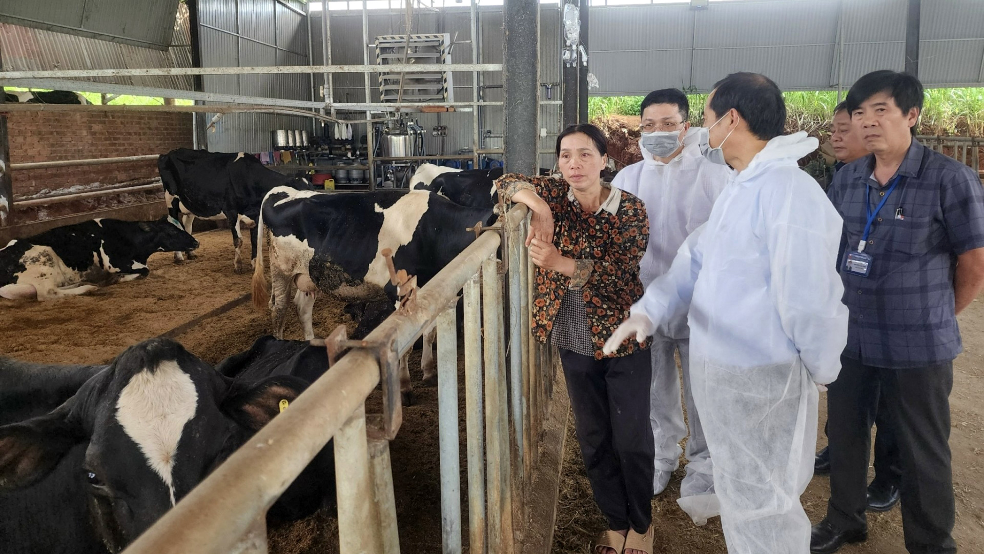 Thành lập Tổ công tác hỗ trợ bồi thường thiệt hại trên đàn bò sữa bị bệnh