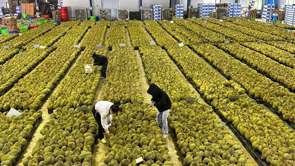 Tăng cường giám sát vùng trồng nội địa và xuất khẩu