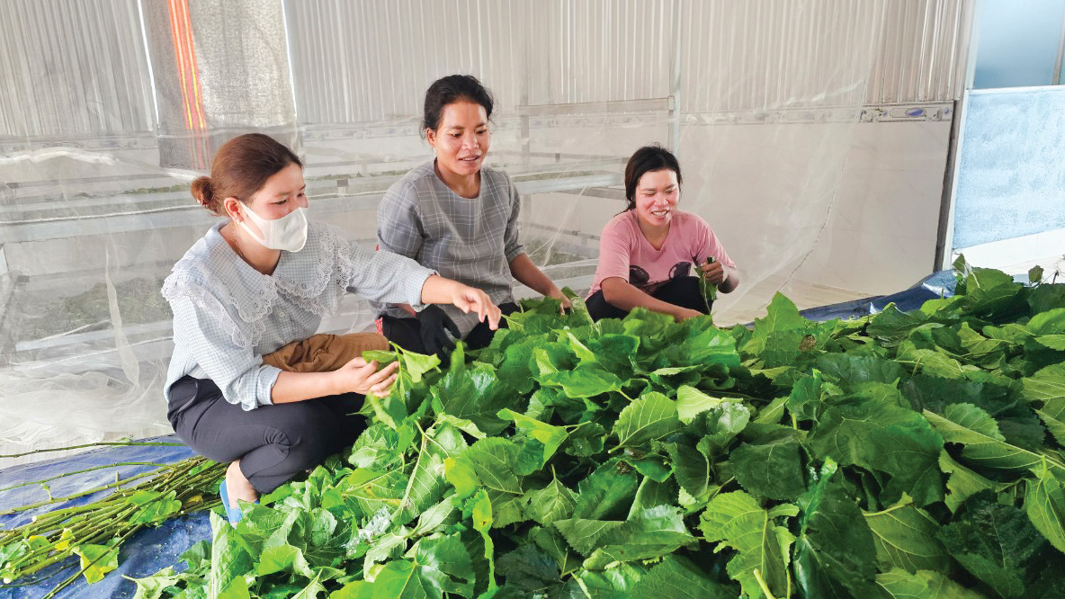 “Làng tằm” bên dòng Krông Nô