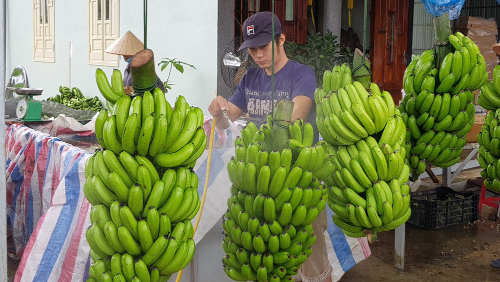 Đạ K’nàng vươn lên thoát nghèo nhờ đa dạng hóa cây trồng
