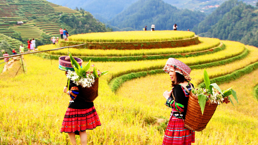 Mù Cang Chải mùa lúa chín