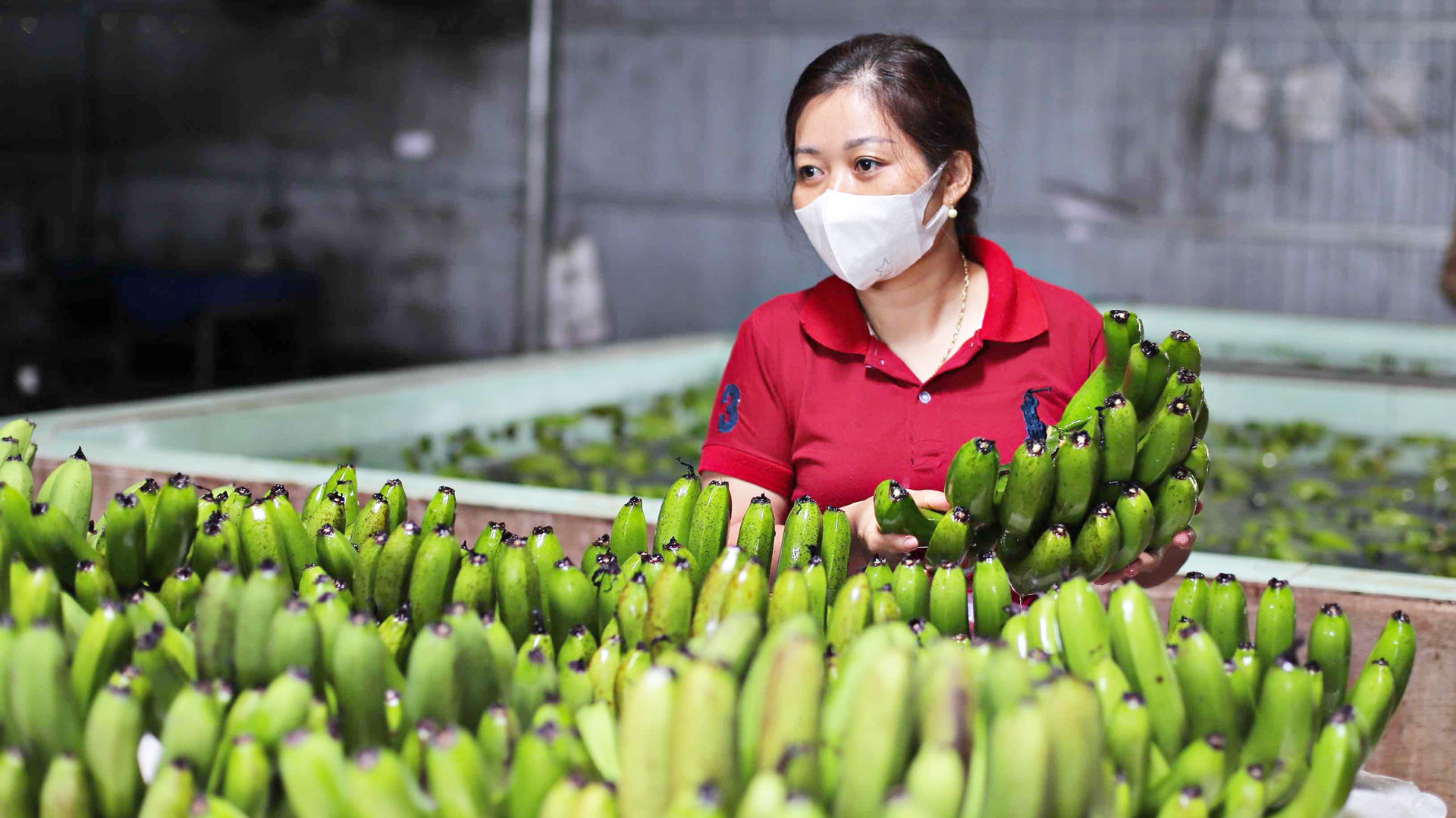 Đam Rông mở rộng liên kết sản xuất nông nghiệp