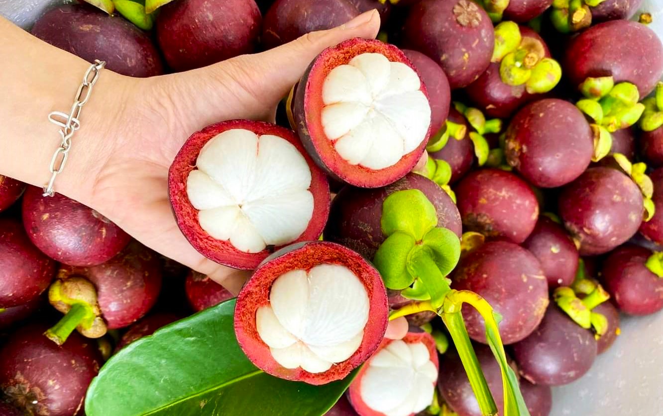 Măng cụt Bảo Lộc được chứng nhận nhãn hiệu