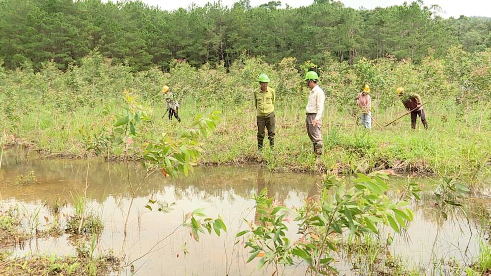 Hoa tràm nở nơi chân đèo B40