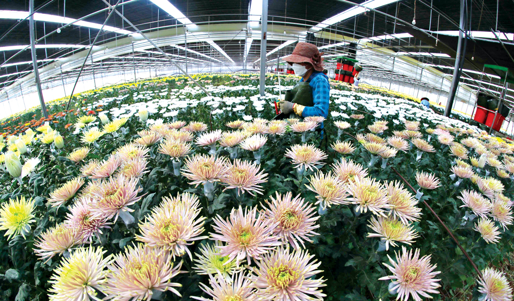 Hoa Đà Lạt và hành trình chinh phục thị trường quốc tế