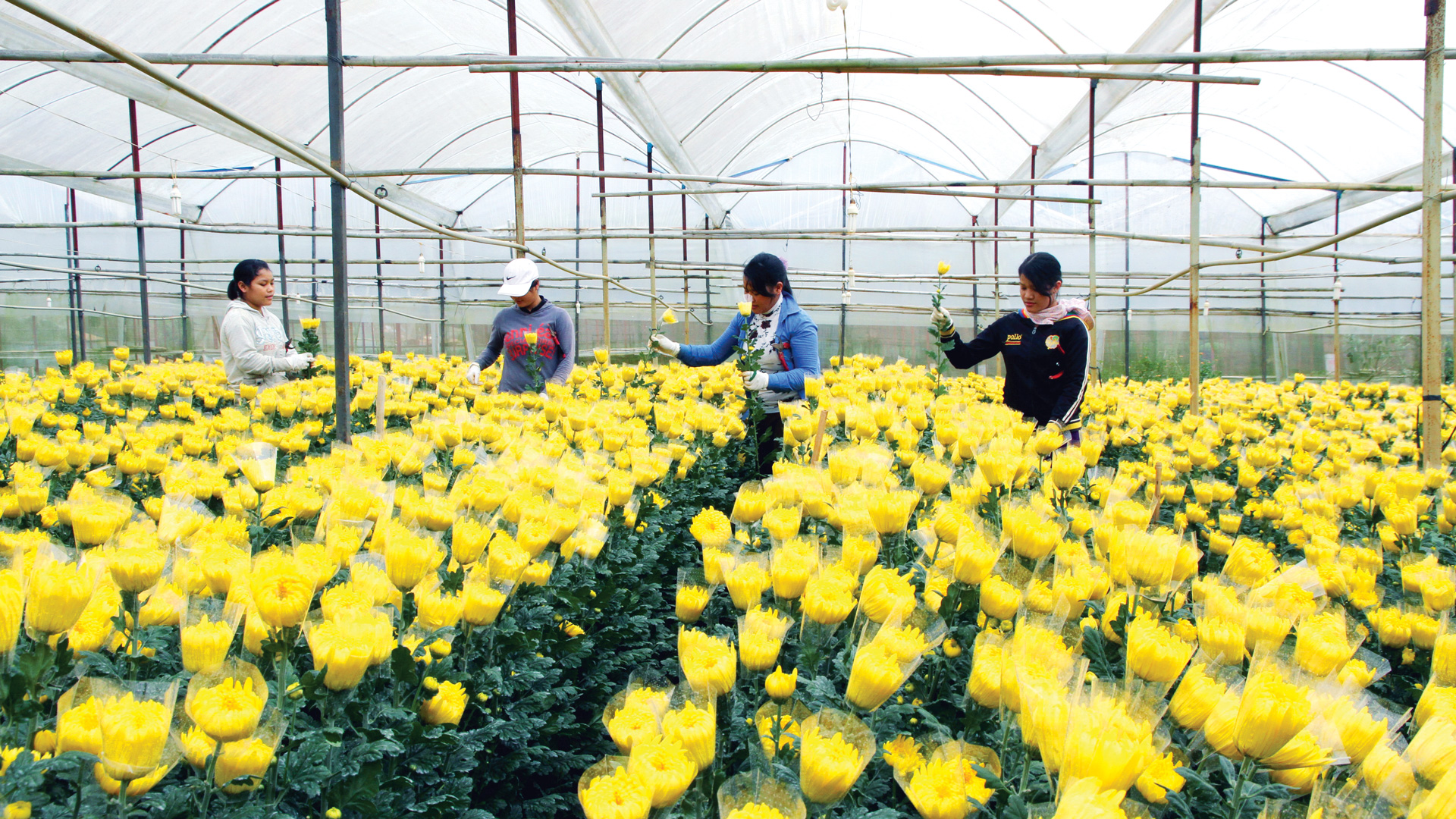 Đồng hành cùng nông dân phát huy vai trò chủ thể, trung tâm trong phát triển nông nghiệp, nông thôn