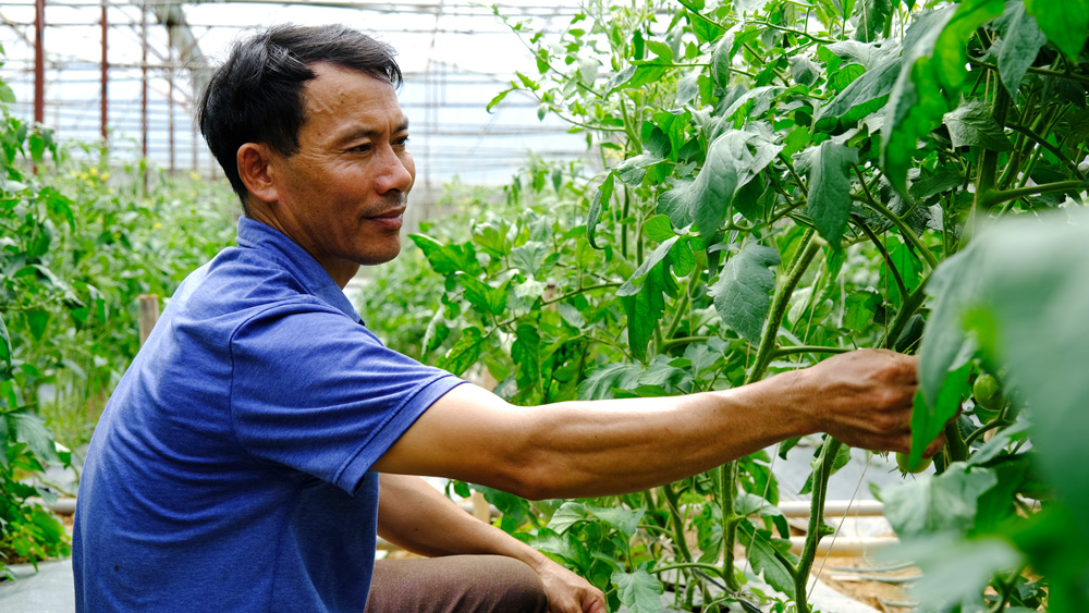 Triển vọng trồng rau màu an toàn trong nhà màng